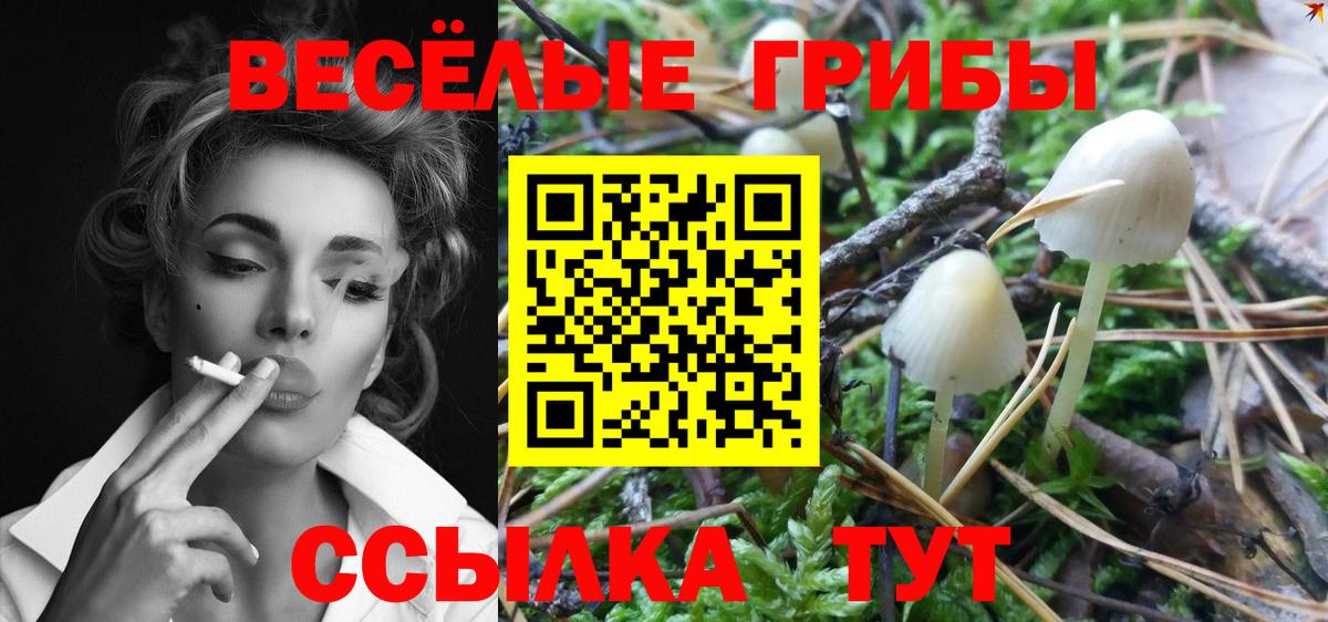 Псилоцибиновые грибы Cubensis Черняховск